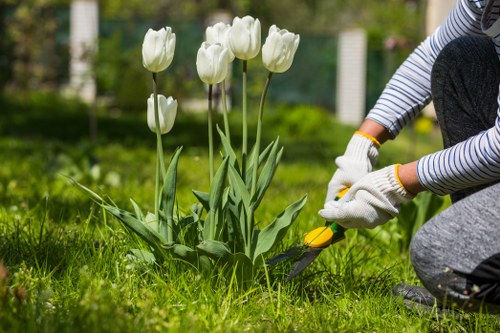 Applying lawn feed to improve grass growth in Mill Hill