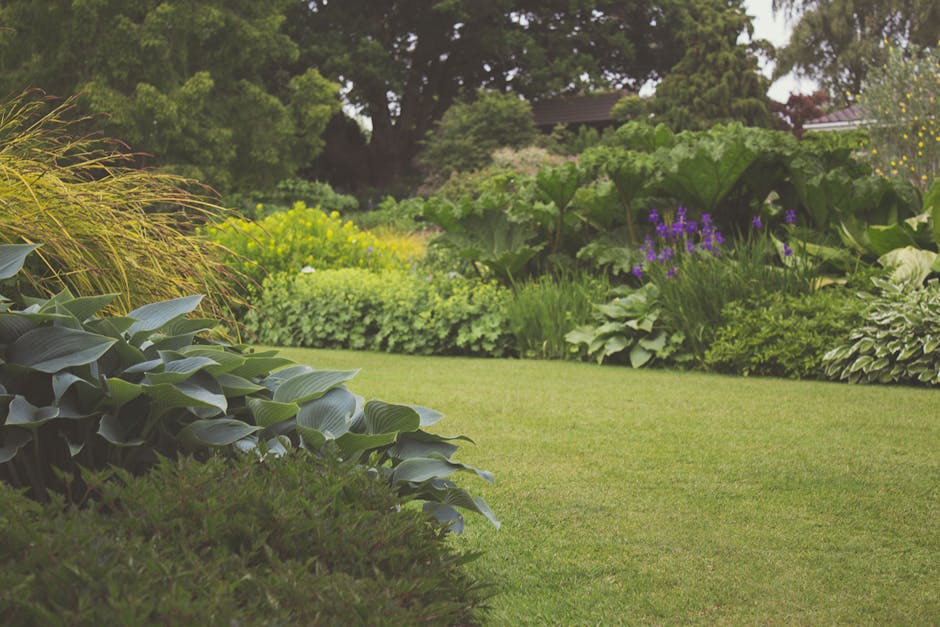A well-maintained garden scene showing a neatly trimmed green lawn with lush border planting of various foliage and flowering plants. On the left, large broad-leaved hostas with dark green, ribbed lea