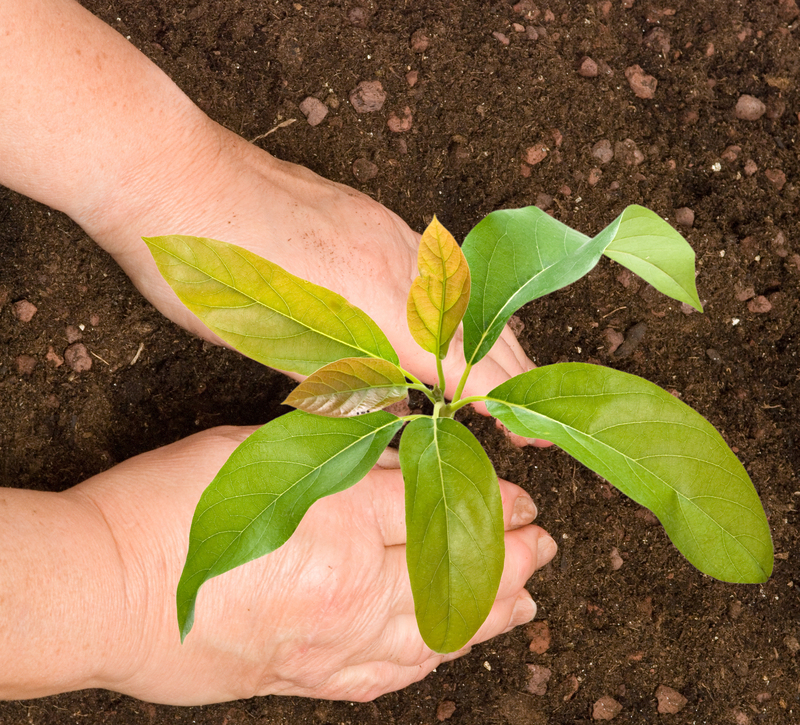 garden maintenance garden design